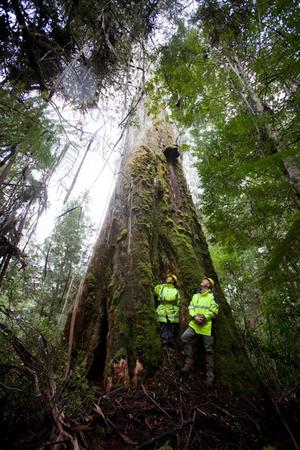 Conheça a bela Tasmânia, a terra do personagem animado Taz Arvore gigante